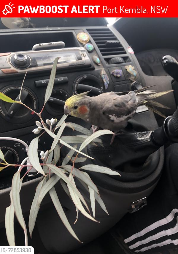 Lost Female Bird last seen Williams st, Port Kembla, NSW 2505