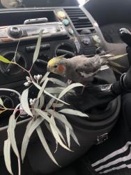 Lost Female Bird last seen Williams st, Port Kembla, NSW 2505