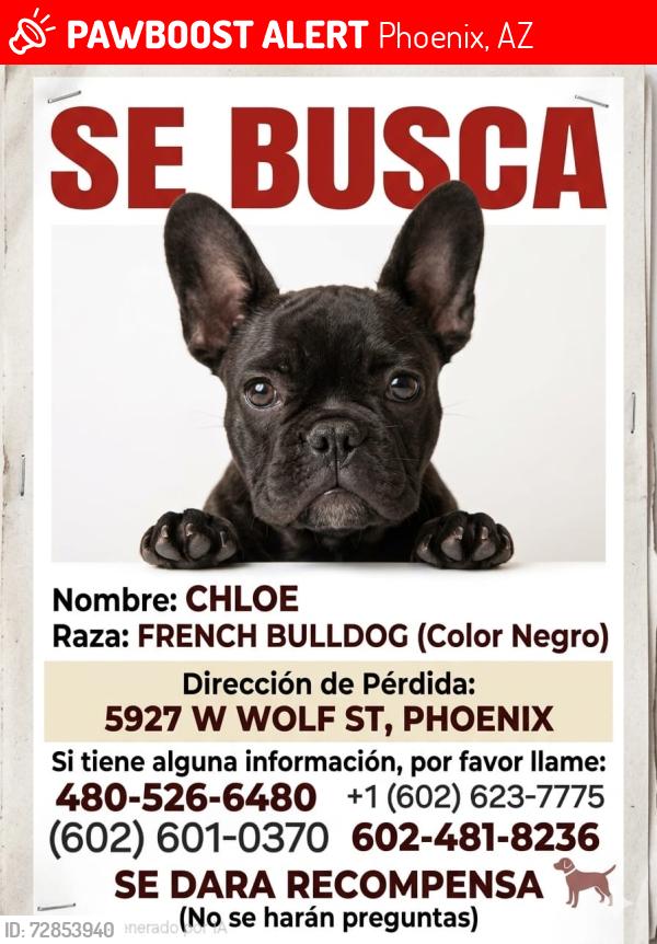 Lost Female Dog last seen Camelback and 59th ave, Phoenix, AZ 85033