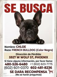 Lost Female Dog last seen Camelback and 59th ave, Phoenix, AZ 85033