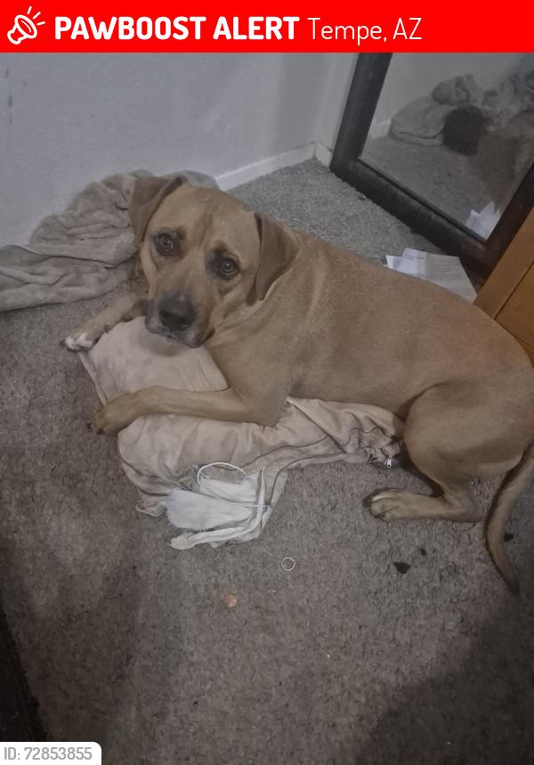 Lost Male Dog last seen 48th st. & baseline tempe, Tempe, AZ 85282