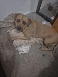 Lost Male Dog last seen 48th st. & baseline tempe, Tempe, AZ 85282