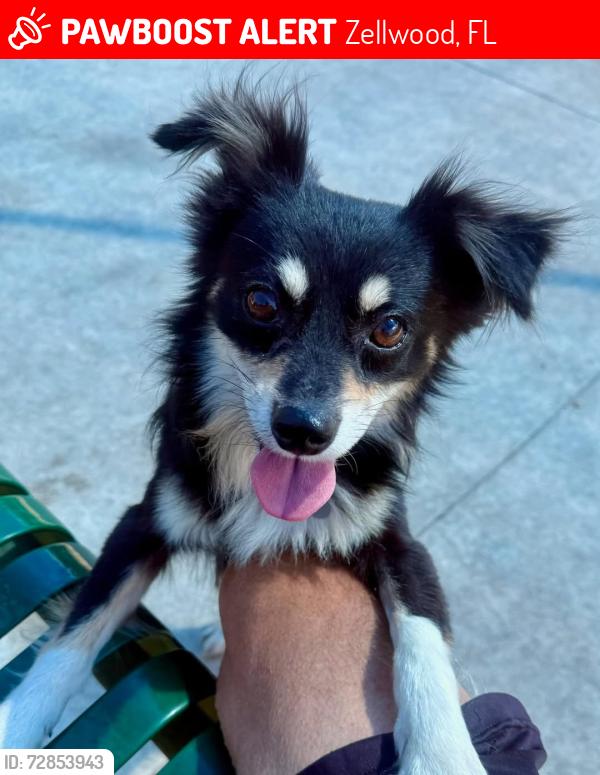 Lost Male Dog last seen u.s. 441 and Yothers, Zellwood, FL 32798