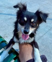 Lost Male Dog last seen u.s. 441 and Yothers, Zellwood, FL 32798