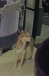 Found/Stray Female Dog last seen El Capitan , Las Vegas, NV 89147