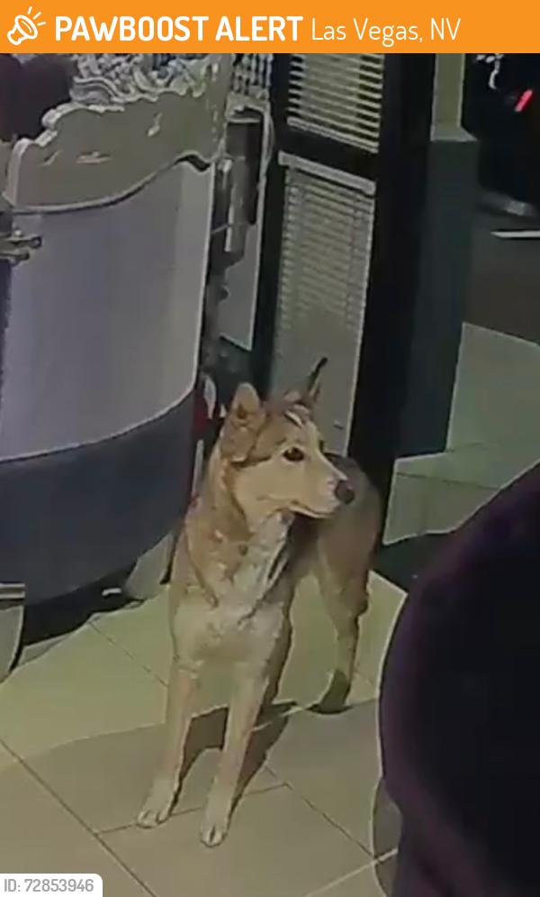 Found/Stray Female Dog last seen El Capitan , Las Vegas, NV 89147