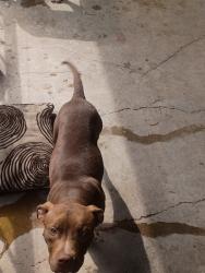 Lost Female Dog last seen Valencia and Anderson, Albuquerque, NM 87108