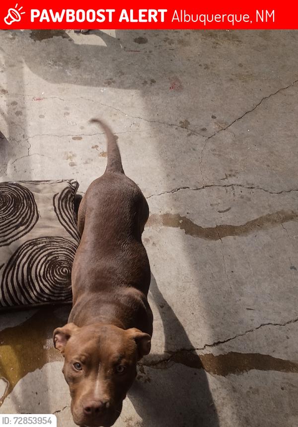 Lost Female Dog last seen Valencia and Anderson, Albuquerque, NM 87108