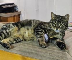 Found/Stray Unknown Cat last seen Arizona ave., Hammond, IN 46323