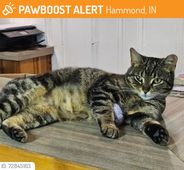Found/Stray Unknown Cat last seen Arizona ave., Hammond, IN 46323