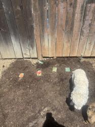 Lost Male Dog last seen Rayen and Darby , Los Angeles, CA 91325