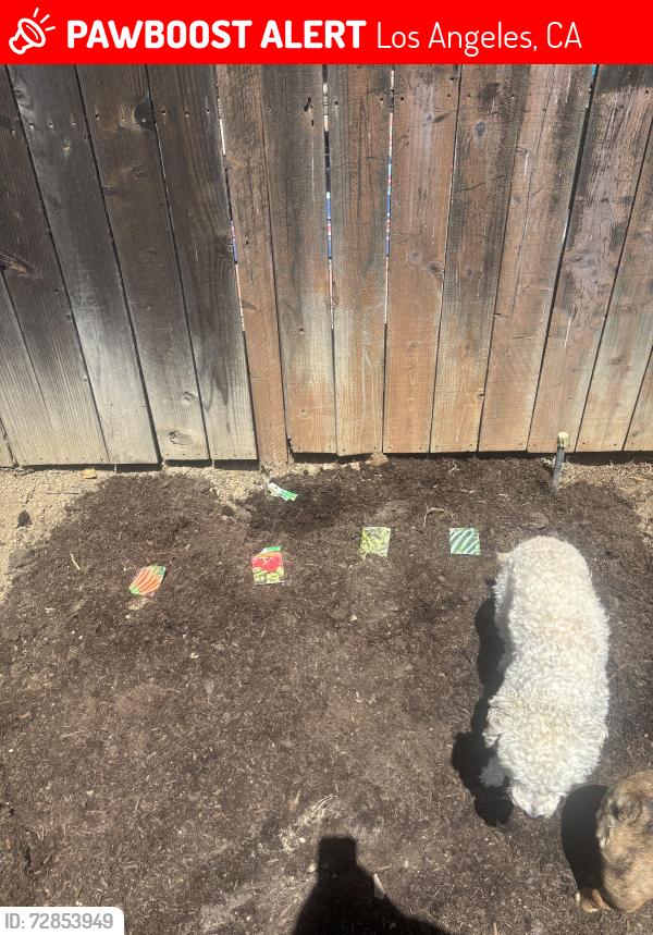 Lost Male Dog last seen Rayen and Darby , Los Angeles, CA 91325