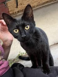 Found/Stray Unknown Cat last seen Baker Street and Alcatraz Ave , Oakland, CA 94608