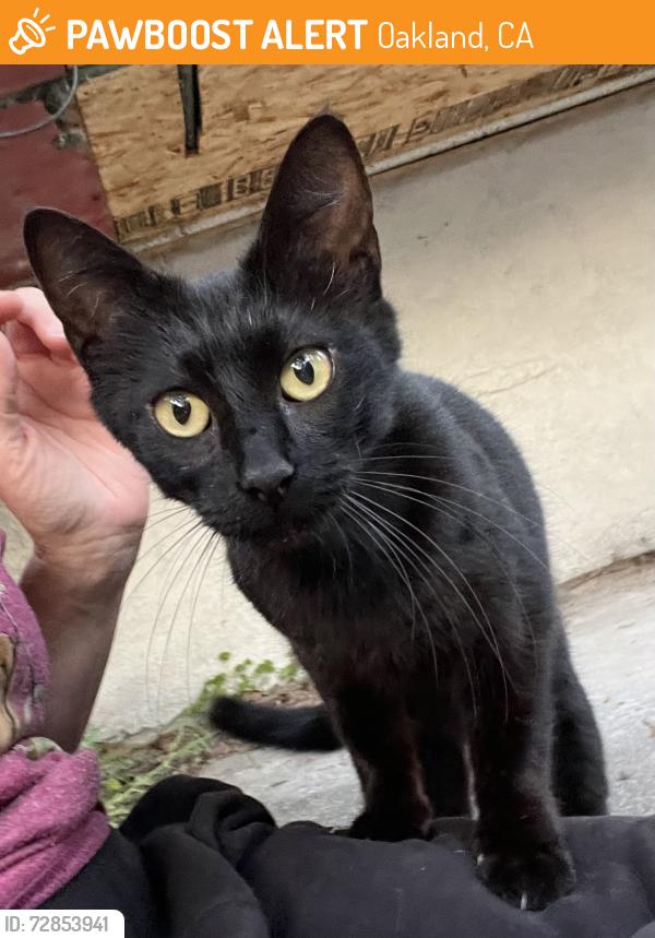 Found/Stray Unknown Cat last seen Baker Street and Alcatraz Ave , Oakland, CA 94608