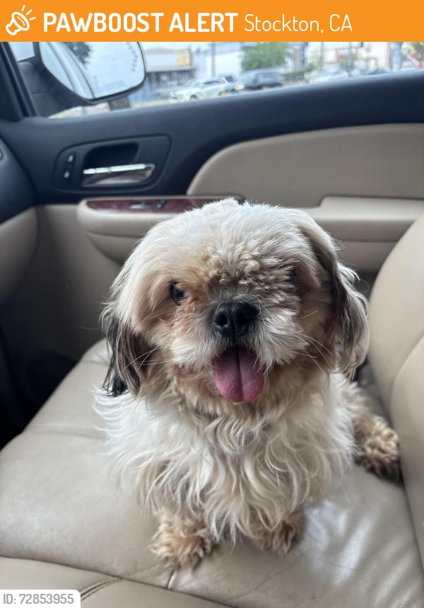 Found/Stray Female Dog last seen wilson way and fremont st, Stockton, CA 95205