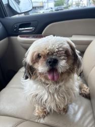 Found/Stray Female Dog last seen wilson way and fremont st, Stockton, CA 95205