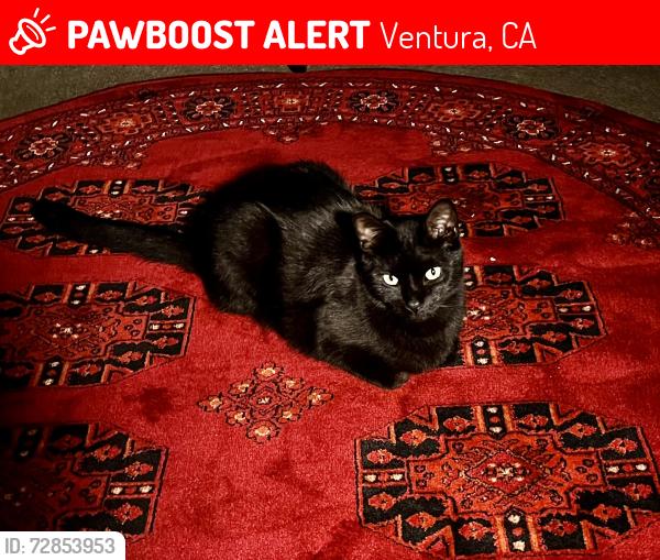 Lost Male Cat last seen Near Aster st, Ventura, CA 93004