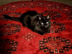 Lost Male Cat last seen Near Aster st, Ventura, CA 93004