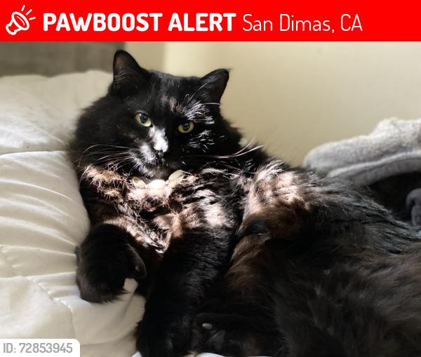 Lost Male Cat last seen Near Teague Dr San Dimas 91773, San Dimas, CA 91773