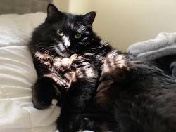 Lost Male Cat last seen Near Teague Dr San Dimas 91773, San Dimas, CA 91773