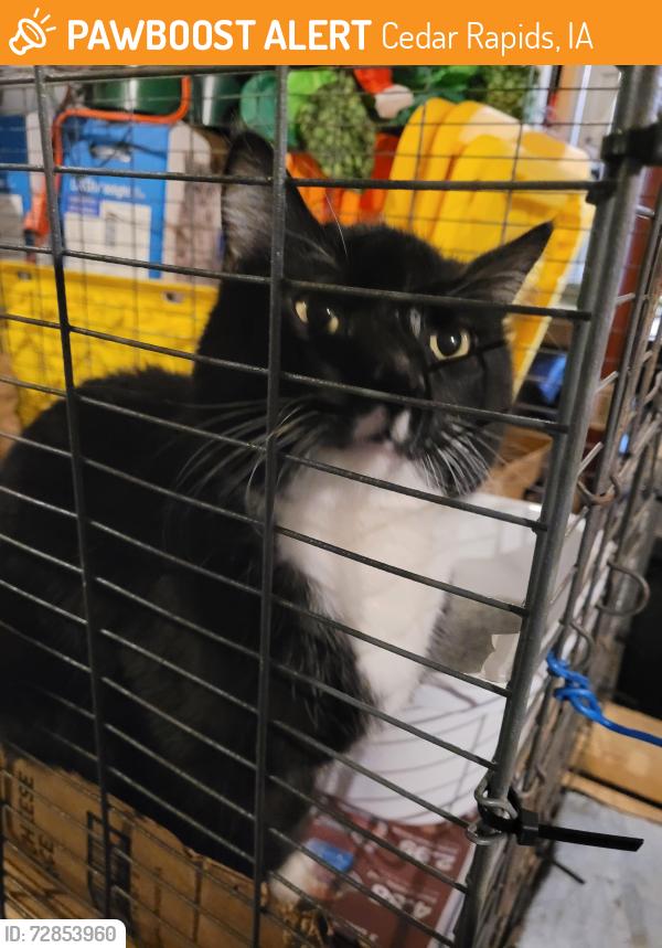 Found/Stray Unknown Cat last seen Bever Park , Cedar Rapids, IA 52403