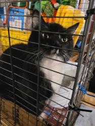 Found/Stray Unknown Cat last seen Bever Park , Cedar Rapids, IA 52403
