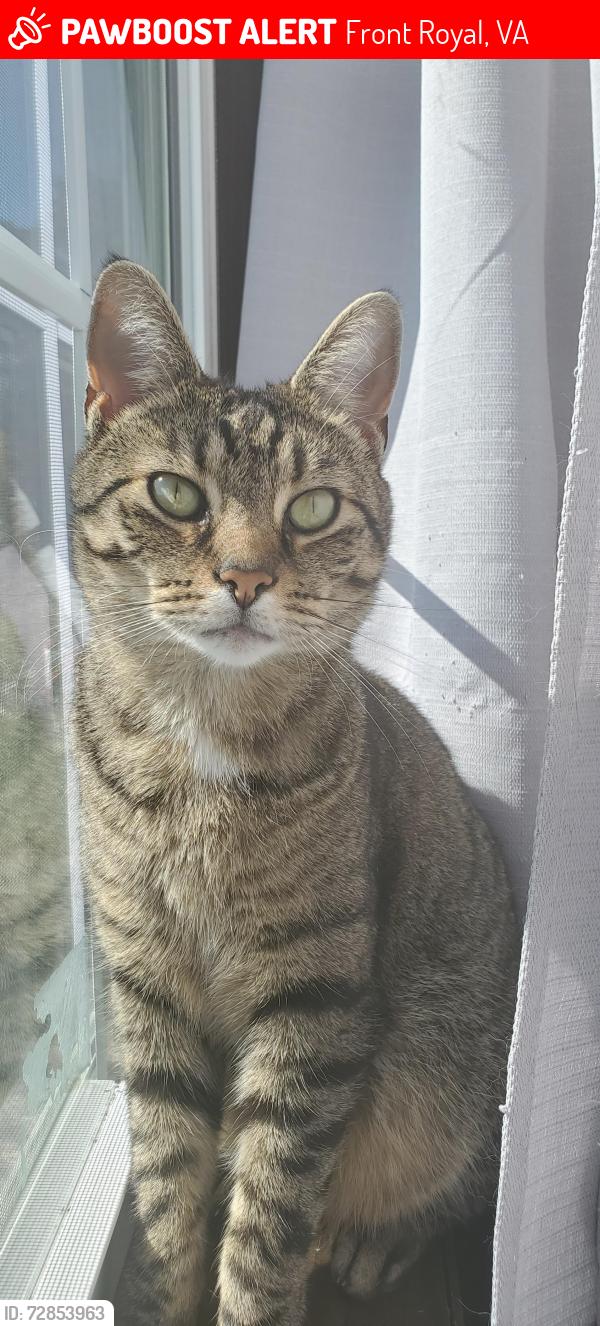 Lost Female Cat last seen Grand Ave, viscose Ave, Front Royal, VA 22630
