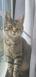 Lost Female Cat last seen Grand Ave, viscose Ave, Front Royal, VA 22630