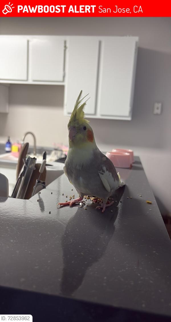 Lost Female Bird last seen Avana apmts, San Jose, CA 95123