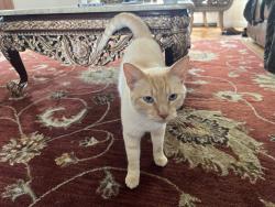 Lost Male Cat last seen Deborah rd, Syosset, NY 11791