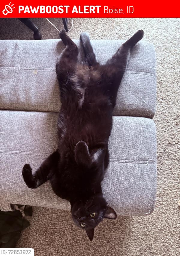 Lost Male Cat last seen Lake Hazel and maple grove, Boise, ID 83709