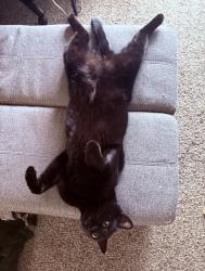 Lost Male Cat last seen Lake Hazel and maple grove, Boise, ID 83709