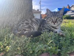 Lost Male Cat last seen Benito, Montclair, CA 91763