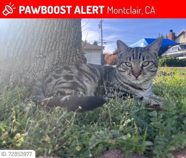 Lost Male Cat last seen Benito, Montclair, CA 91763
