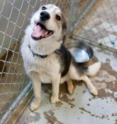 Reunited Male Dog last seen Rosedale Dr. and Florissant , St. Louis, MO 63121