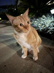 Found/Stray Unknown Cat last seen Santana high school, Santee, CA 92071