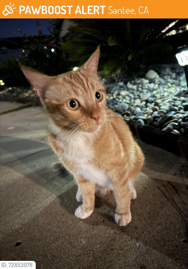 Found/Stray Unknown Cat last seen Santana high school, Santee, CA 92071