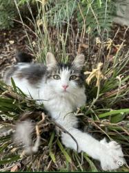 Lost Female Cat last seen Northside Park, Azusa, CA 91702