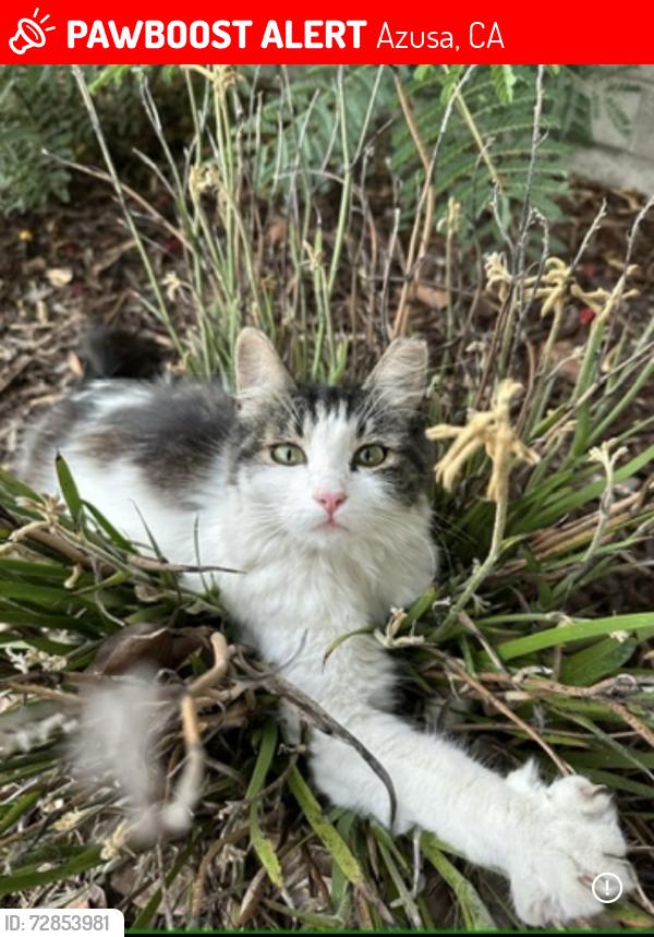 Lost Female Cat last seen Northside Park, Azusa, CA 91702