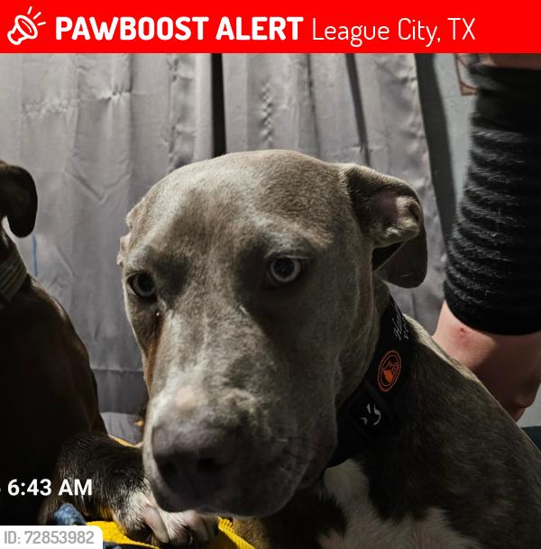 Lost Female Dog last seen Hwy 3. 96, League City, TX 77573