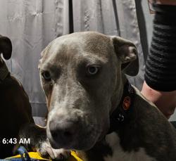 Lost Female Dog last seen Hwy 3. 96, League City, TX 77573