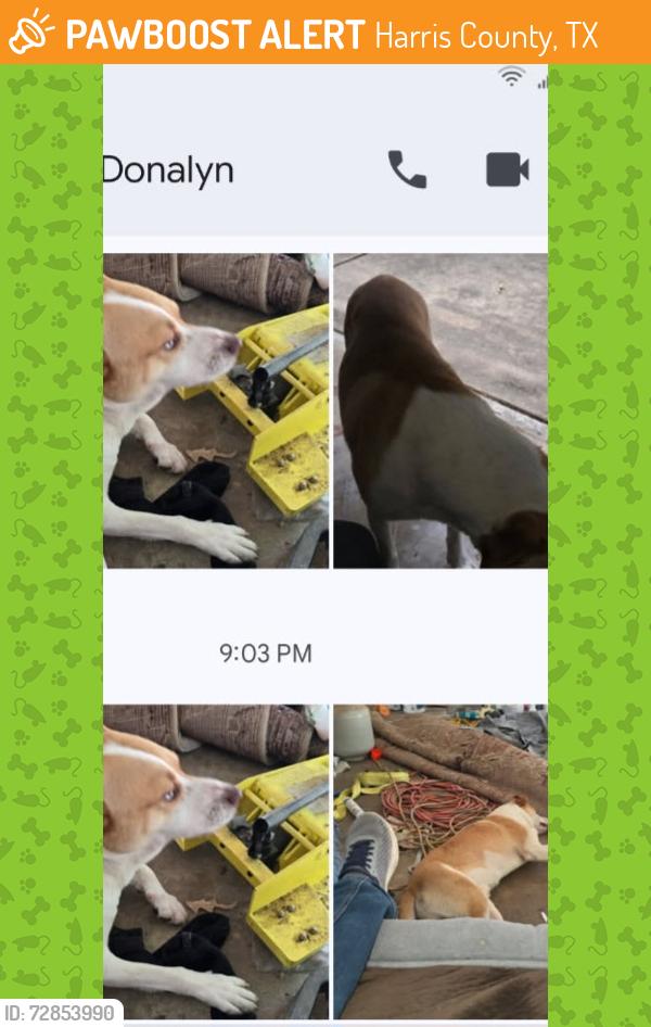 Found/Stray Male Dog last seen Lodonway /Kurkendahl , Harris County, TX 77389