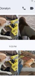 Found/Stray Male Dog last seen Lodonway /Kurkendahl , Harris County, TX 77389