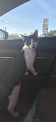 Found/Stray Female Cat last seen Flying j west edmonton , Edmonton, AB 