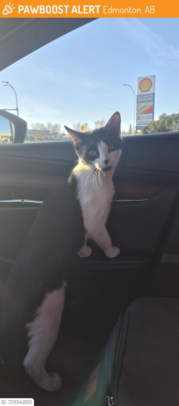 Found/Stray Female Cat last seen Flying j west edmonton , Edmonton, AB 