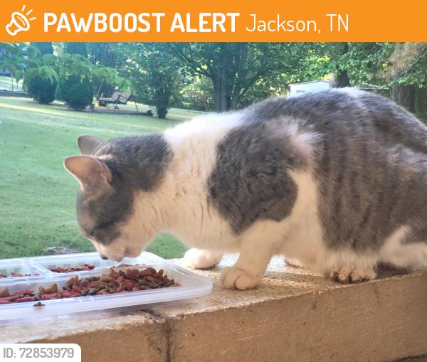 Found/Stray Unknown Cat last seen Meadowbrook, Malesus Park, Jackson, TN 38301