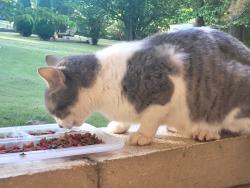 Found/Stray Unknown Cat last seen Meadowbrook, Malesus Park, Jackson, TN 38301