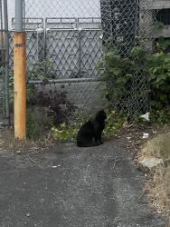 Found/Stray Unknown Cat last seen Logan ave and park st, Mission, BC V2V 1C9