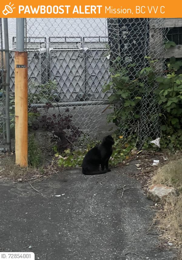 Found/Stray Unknown Cat last seen Logan ave and park st, Mission, BC V2V 1C9