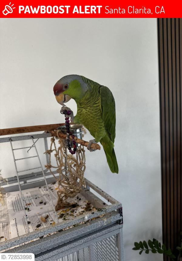 Lost Male Bird last seen Five Knolls, Santa Clarita, CA 91351